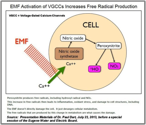 Diagram: EMF activation of voltage-gated calcium channels increases free radical production in a cell